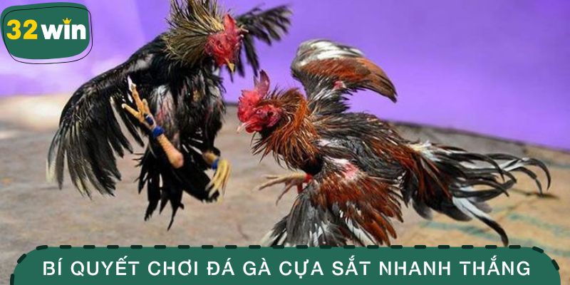 Bí quyết chơi đá gà cựa sắt nhanh thắng