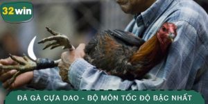 Đá gà cựa dao