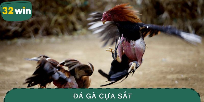 Đá gà cựa sắt