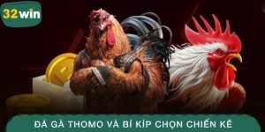 Đá gà Thomo